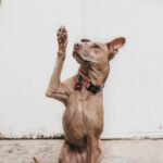 Photo of a dog raising its paw as if wanting to ask a question.