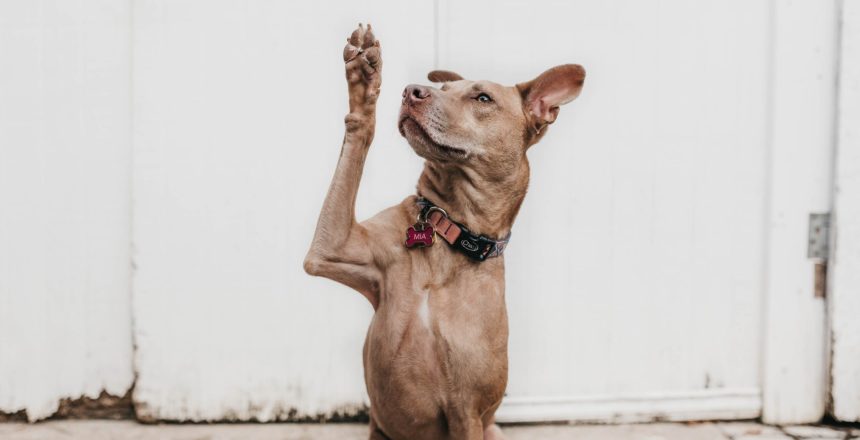 Photo of a dog raising its paw as if wanting to ask a question.